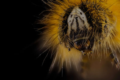 Close-up of yellow flower