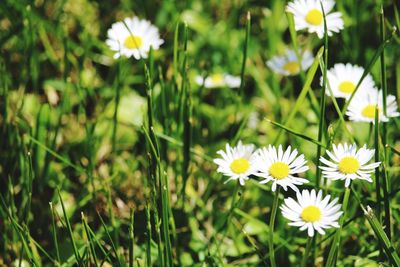 Close-up of white daisy flowers on field