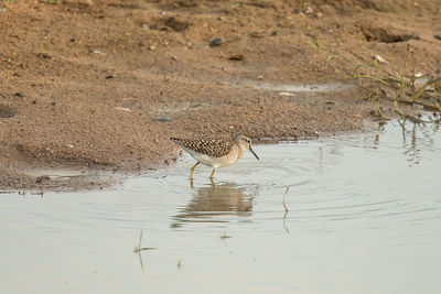 View of bird drinking water