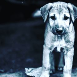 Close-up portrait of dog