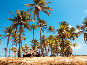 Palm trees on field against clear blue sky