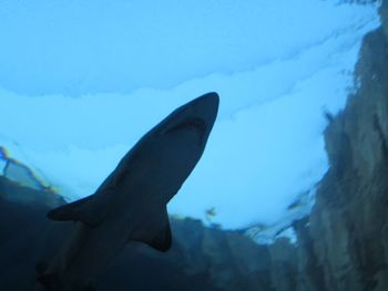 Close-up of fish swimming in sea