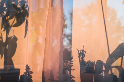 Close-up of potted plants seen through glass window in house