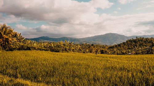 Scenic view of field against sky