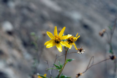 Close-up of yellow flowering plant