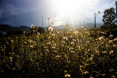 Close-up of plants growing on field against sky