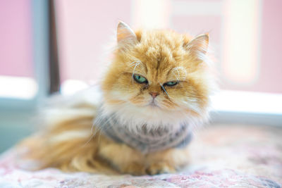 There is a golden long-haired cat in the room