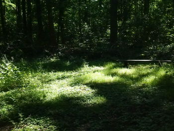 Trees in forest