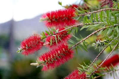 Close-up of red flowering plant