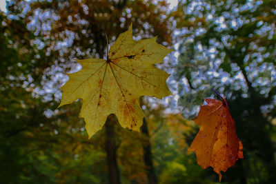 Close-up of maple leaves on tree