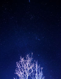 Part of a dead tree and bare leaves branches in front of a starry sky and the milky way