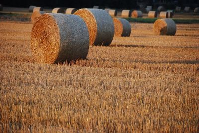 View of wheat field