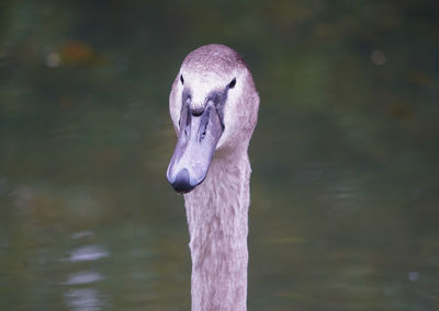 Close up of swan cygnet low level macro view wild bird showing reflective grey feathers head and eye