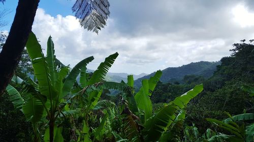 Scenic view of tree by mountains against sky