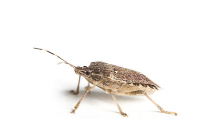 Close-up of insect over white background