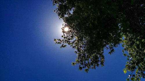 Low angle view of trees against clear blue sky