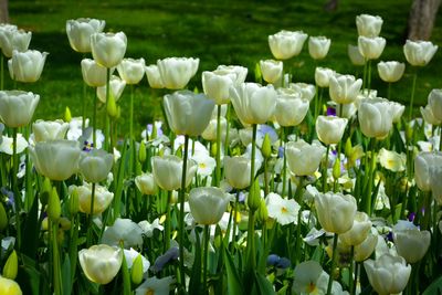 Close-up of white flowers blooming in field