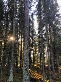 Low angle view of trees in forest