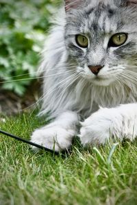 Portrait of a maine coon cat on field