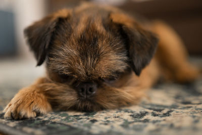 Close-up of dog sleeping at home