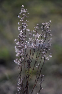 Close-up of flowering plant on field