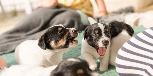 Close-up of dogs outdoors