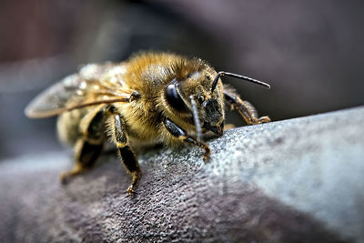 Close-up of bee on rock