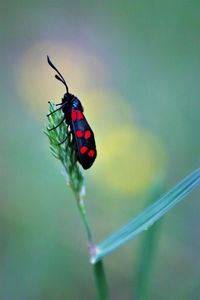 Close-up of butterfly on flower