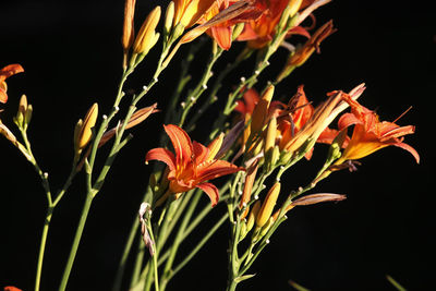 Close-up of orange flowering plant