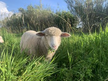 Sheep in a field