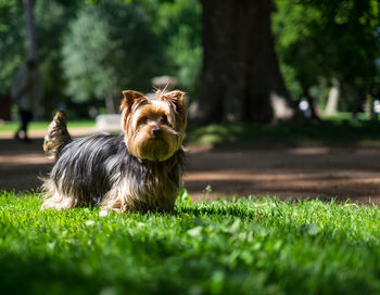 Yorkshire terrier on grassy field