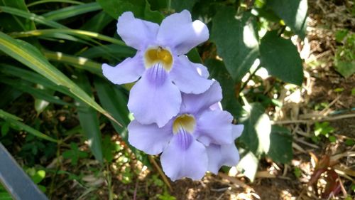 Close-up of purple crocus blooming outdoors