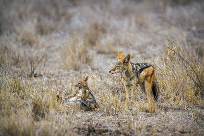 Jackals on land