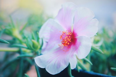 Close-up of pink flower