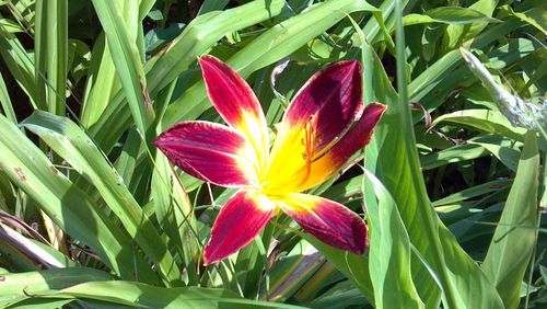 Close-up of day lily blooming outdoors