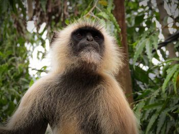 Close-up of monkey on tree in forest