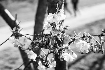 Close-up of flowers growing on tree