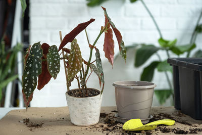 Close-up of potted plant on table