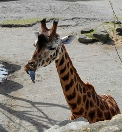 Giraffe on ground