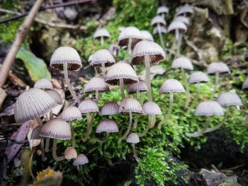 Close-up of mushrooms growing on land