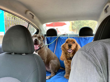 Dog sitting in car