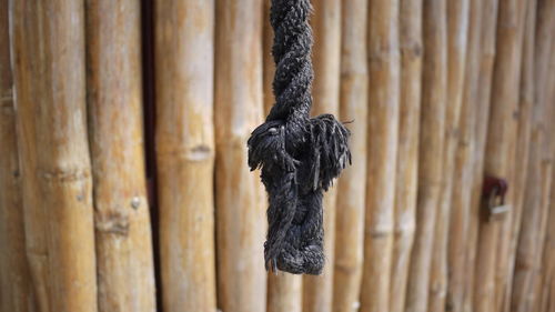 Close-up of elephant hanging on wooden post