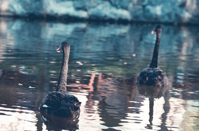 Swan swimming in lake