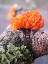 Close-up of orange flower