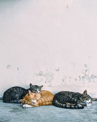 Cats sleeping on footpath against wall