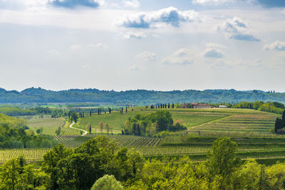 Scenic view of agricultural field against sky