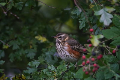 Close-up of bird perching on plant