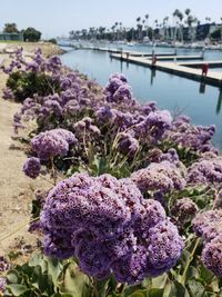 Close-up of purple flowering plants