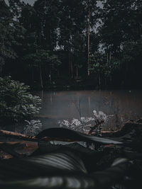 Scenic view of lake by trees in forest