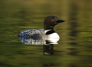 Close-up of common loon swimming in lake
